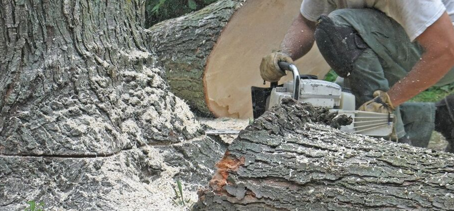 Abattage d'un arbre malade par un employé d'Emondage Montreal.